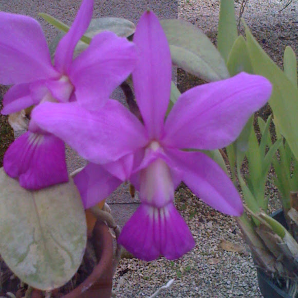 Spotting Image 1