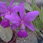 Cattleya Orchid