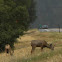 Mule deer