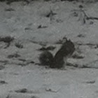 Gray Squirrel