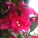 Bougainvillea