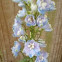 Larkspur