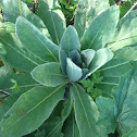 Common Mullein