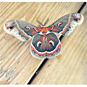 Cecropia moth