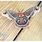 Cecropia moth