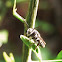 Megachilid Bee