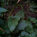Burdock