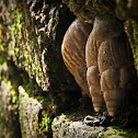 Snail