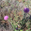Texas Thistle