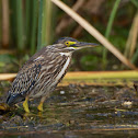 Young Striated Heron