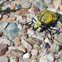 Inflated Beetle
