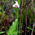 Rose Pogonia