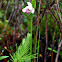 Rose Pogonia