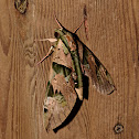 Sphinx moth