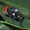 Fly