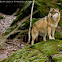 Lupo europeo (european wolf)