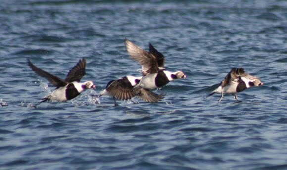Spotting Image 1