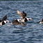 Long-tailed ducks