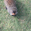 Banded Mongoose