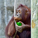 Orangutan
