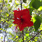 Rosa China