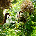 Eastern leaf-footed bug