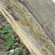 Fungus