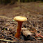 False chanterelle