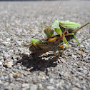 Praying Mantis