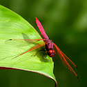 Crimson Marsh Glider