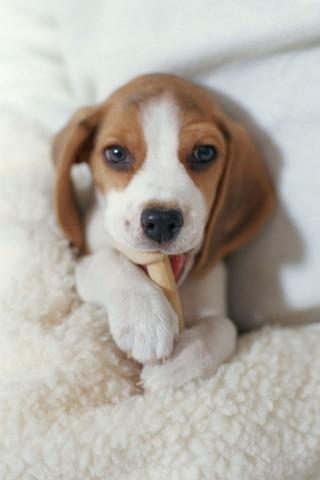 【免費通訊App】Cute Puppy Wallpapers HD-APP點子