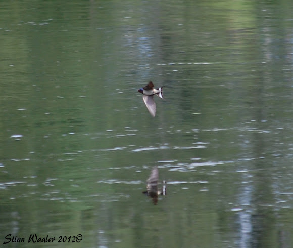 Spotting Image 1
