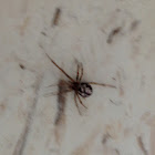 I think it is another widow spider?