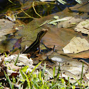 Brown Basilisk