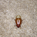 European Chafer