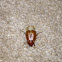European Chafer