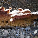 Merulius tremellosus