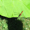 Meadow Hawk Dragonfly