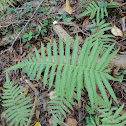 Cinnamon Fern