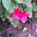 Jatropha 