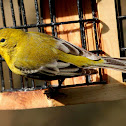 American goldfinch