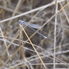 Blue-fronted Dancer