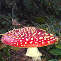 Vliegenzwam (Amanita Muscaria)