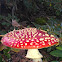 Vliegenzwam (Amanita Muscaria)
