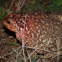 Sapo-comum