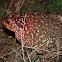 Sapo-comum