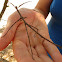 Margin Winged Stick Insect