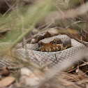 Cottonmouth
