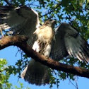 Red Tailed Hawk