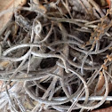 Spanish Moss